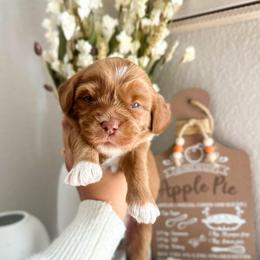 Pumpkin - Caramel female Australian Labradoodle puppy in Palmdale, California from Heavenly Doodles