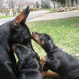 Doberman Pinscher Puppies from Laurel Vail