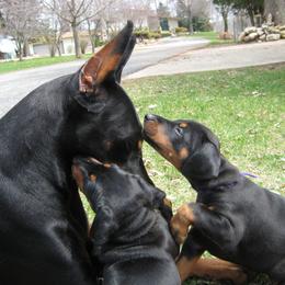 Doberman Pinscher Puppies from Laurel Vail