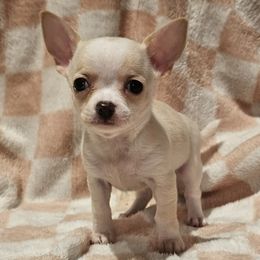 Garland - Cream and white female Chihuahua puppy in Joliet, Illinois from Chihuahua and frenchie favs