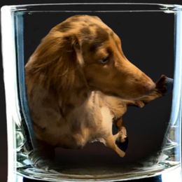 Nani Mele - Dachshund