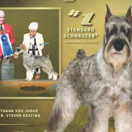 Standard Schnauzers from Genesis Standard Schnauzers