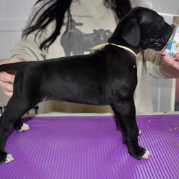 Basil Hayden - Black and white female Great Dane puppy in Chapmansboro, Tennessee from Balthrop Bend Farms