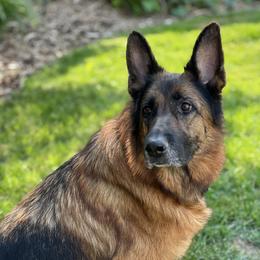 Eva - German Shepherd