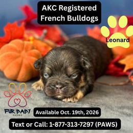 Leonard - Tricolors male French Bulldog puppy in Michigan from Fur Baby Farms