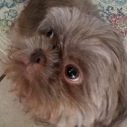 Shih Tzus from Ohh shih tzu