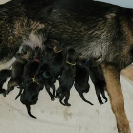 German Shepherd and Pembroke Welsh Corgi Puppies from Muddy Paws Corgis / Von Blake's Gedächtnis German Shepherds
