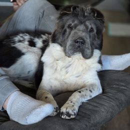 Juniper - Chinese Shar-Pei
