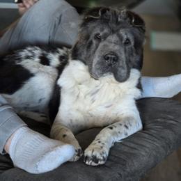 Juniper - Chinese Shar-Pei
