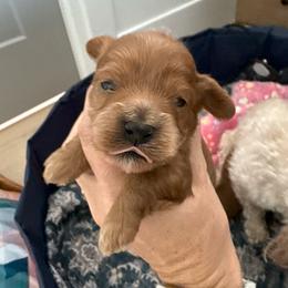 Trixie - Red female Cavapoo puppy in South Jordan, Utah from Sage Puppies