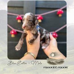 Moonlit Moor - Blue Collar - Merle male Goldendoodle puppy in Garland, Texas from Twilight Doodles