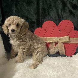 Red Collar - Apricot male Poodle puppy in Macon, Georgia from Mystic Mini Poodles