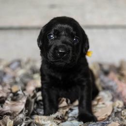 Golden Retriever and Labrador Retriever Puppies from Dublin Rise