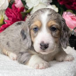 Dachshund Puppies from River Run Dachshunds
