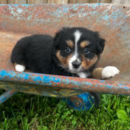 George - Black tri male Miniature Australian Shepherd puppy in Bethany, Illinois from Rachel at Marrowbone Creek Aussies