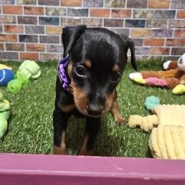 Davy - Black and tan male Miniature Pinscher puppy in Baton Rouge, Louisiana from Pike's Pups