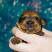 U.S.A. Collar Boy - Red male German Pinscher puppy in Topeka, Kansas from Rhapsody German Pinschers