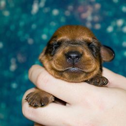 U.S.A. Collar Boy - Red male German Pinscher puppy in Topeka, Kansas from Rhapsody German Pinschers