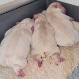 French Bulldog Puppies from 4 Leaf Frenchies