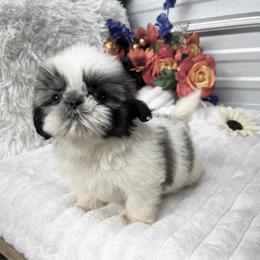 Drew - Blue and white male Shih Tzu puppy in Elgin, South Carolina from Silver Bells Paw Prints