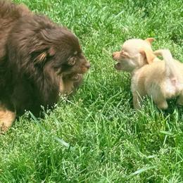 McIntosh Pomchi VEGAS-free delivery between Seneca, MO and Vegas - Blue fawn male Chihuahua puppy in Seneca, Missouri from Stephanie’s Puppy Colony