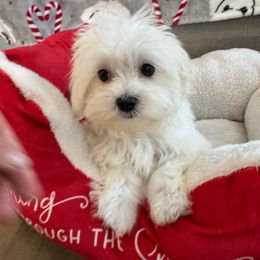 Boy ( orange ) AKC - White male Maltese puppy in Massachusetts from Happy Tail Yorkies and Maltese