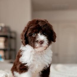 Siesta - Brown and white female Bernedoodle puppy in Maricopa, Arizona from Desert Ridge Doodles