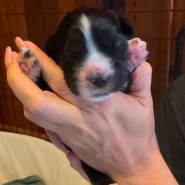 3 - Black and white male Cocker Spaniel puppy in Columbia, South Carolina from Fleur de Lis Cockers- Cuchna Cockers