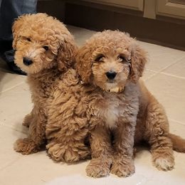 Goldendoodles from Smith Farms Doodles