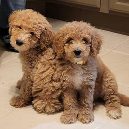 Goldendoodles from Smith Farms Doodles