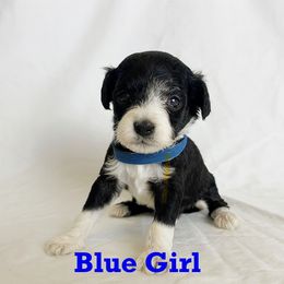 Girl 2 - female Portuguese Water Dog puppy in Vancouver, Washington from Portie Puppies