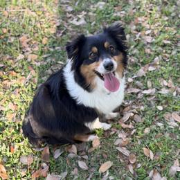 Tori - Miniature American Shepherd