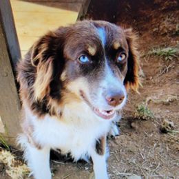 no short name - Australian Shepherd