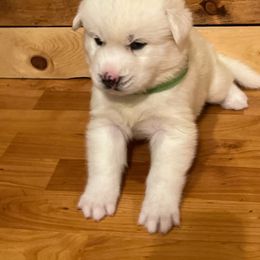 Baby green boy - White Siberian Husky puppy in Columbus, Ohio from Jamuison’s Siberian Huskies