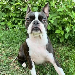 Boston Terriers from Dark Side of the Moon Boston Terriers