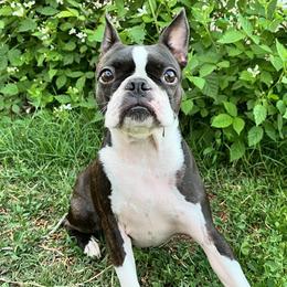 Boston Terriers from Dark Side of the Moon Boston Terriers