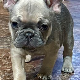 Girl 2 - Blue fawn female French Bulldog puppy in Tuscaloosa, Alabama from Tuscaloosa Frenchies