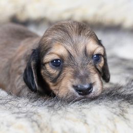Evie - Sable female Dachshund puppy in Barnesville, Pennsylvania from Dachsy