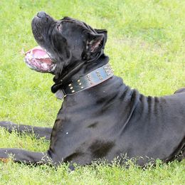 Cane Corso from Kingsland's Corso
