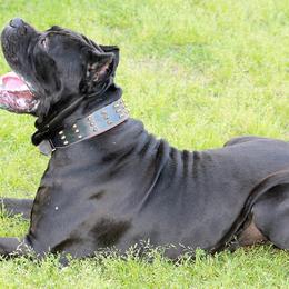 Cane Corso from Kingsland's Corso