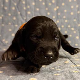 Victory - Black male German Shorthaired Pointer puppy in Edenton, North Carolina from Bockelman GSP’s