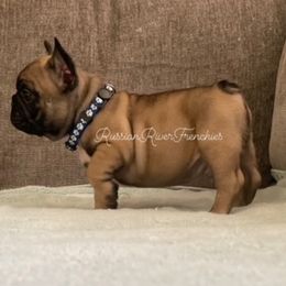French Bulldog Puppies from Russian River Frenchies