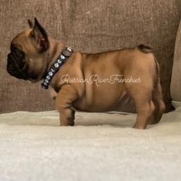 French Bulldog Puppies from Russian River Frenchies