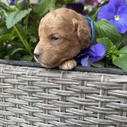 Goldendoodle Puppies from Lynn Fontaine