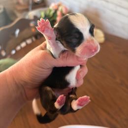 Tri girl 2 - Black and tan female Pembroke Welsh Corgi puppy in Chubbuck, Idaho from Sunny J Corgis and Mini Americans
