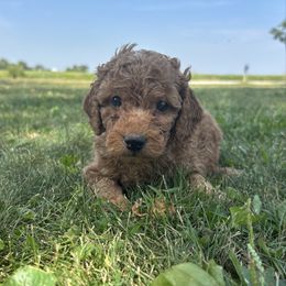 Boy 23 - Red  male Goldendoodle puppy in West Point, Iowa from Circle A Mini Goldendoodles and Mini Bernedoodles