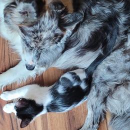 Border Collies from DiCola Farm