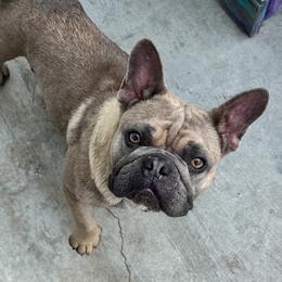 Bloom - French Bulldog