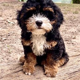 Bernedoodles, Cavapoos, and Sheepadoodles from GimiPup Doodles