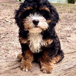 Bernedoodles, Cavapoos, and Sheepadoodles from GimiPup Doodles